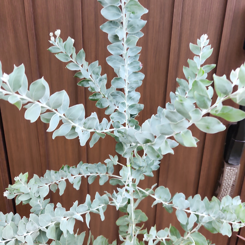 可愛い♪パールアカシア テラコッタ鉢植え ミモザ オージープランツ苗