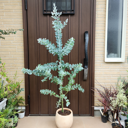 可愛い♪パールアカシア テラコッタ鉢植え ミモザ オージープランツ苗