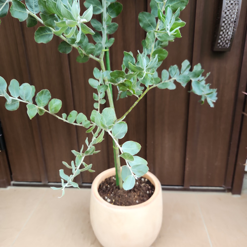 花芽付き♡ パールアカシア　テラコッタ鉢植え　ミモザ　オージープランツ 可愛い♪パールアカシア テラコッタ鉢植え ミモザ オージープランツ苗