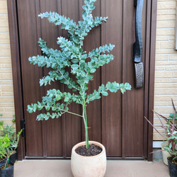 キングプロテア シナロイデス 鉢植え 苗 ワイルドフラワー