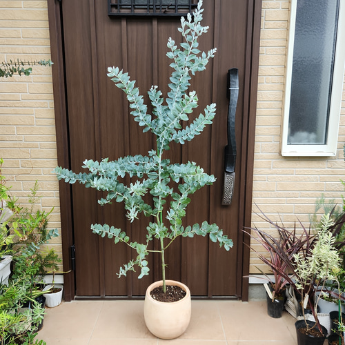 可愛い♪パールアカシア テラコッタ鉢植え ミモザ オージープランツ苗