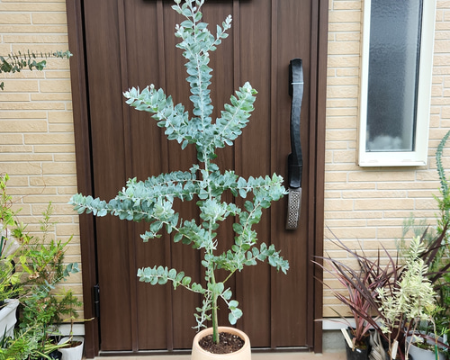 花芽付き♡ パールアカシア　テラコッタ鉢植え　ミモザ　オージープランツ 可愛い♪パールアカシア テラコッタ鉢植え ミモザ オージープランツ苗