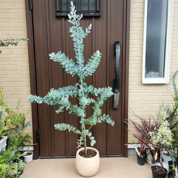 可愛い♪パールアカシア テラコッタ鉢植え ミモザ オージープランツ苗