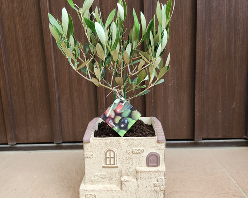 オリーブ　ミッション　テラコッタ付き souju 創樹 オリーブ ミッション 可愛いお家型テラコッタ鉢植え 苗