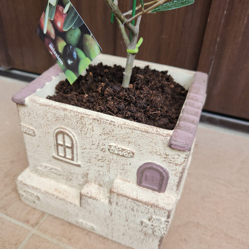 souju 創樹 オリーブ ミッション 可愛いお家型テラコッタ鉢植え 苗