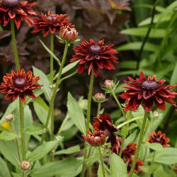 □☘️ヒペリカム苗☘️ ❤抜き苗❤ 選べるおまけつき 無農薬