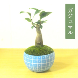 POTOCO クチナシ 観葉植物 赤 陶器鉢 盆栽 豆盆栽 小品盆栽 植物 盆栽