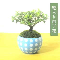 POTOCO 斑入り 白丁花 観葉植物 陶器鉢 盆栽 豆盆栽 小品盆栽 盆栽