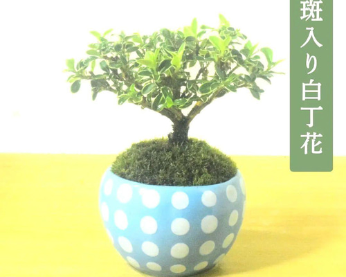 POTOCO 斑入り 白丁花 観葉植物 陶器鉢 盆栽 豆盆栽 小品盆栽 盆栽