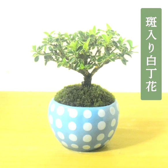 POTOCO 斑入り 白丁花 観葉植物 陶器鉢 盆栽 豆盆栽 小品盆栽 盆栽