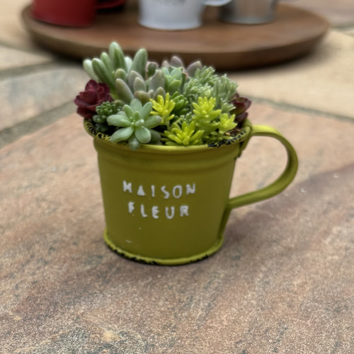 多肉植物 寄せ植え そのまま飾れる‪ ·͜·♡‬選べるカップミニ 多肉植物