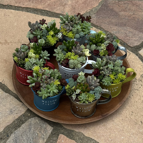 多肉植物 寄せ植え そのまま飾れる‪ ·͜·♡‬選べるカップミニ 多肉植物