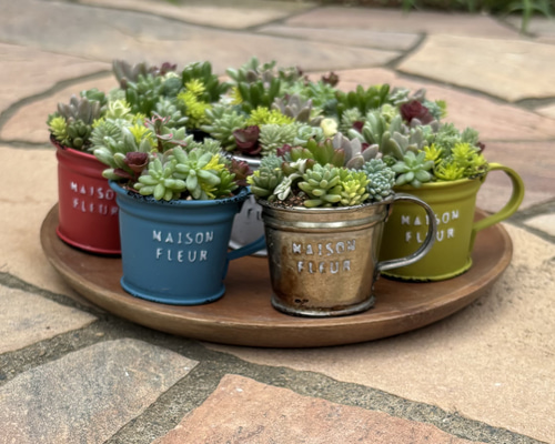 多肉植物 寄せ植え そのまま飾れる‪ ·͜·♡‬選べるカップミニ 多肉植物