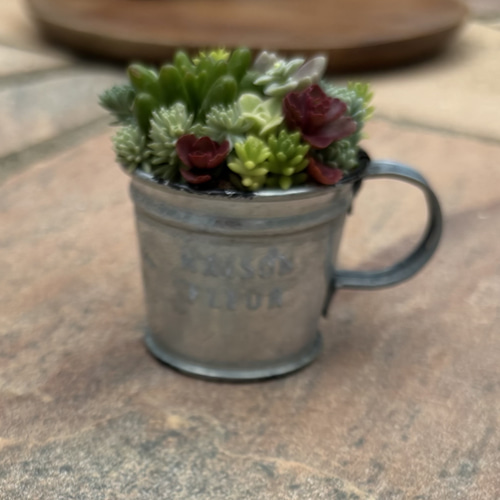 多肉植物 寄せ植え そのまま飾れる‪ ·͜·♡‬選べるカップミニ 多肉植物