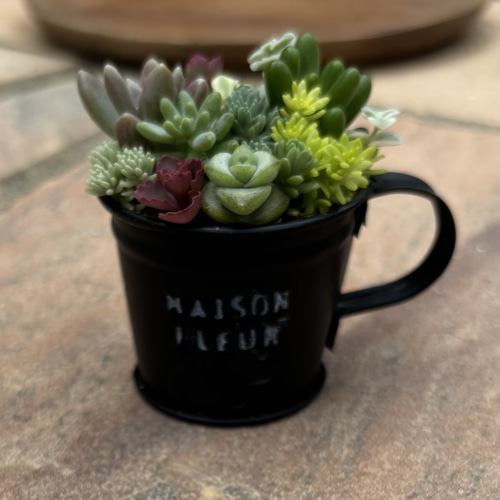多肉植物 寄せ植え そのまま飾れる‪ ·͜·♡‬選べるカップミニ 多肉植物