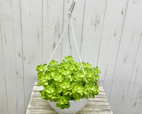 スキンダプサス　マカロ　良斑入り スキンダプサス マカロ 良斑入り - メルカリ