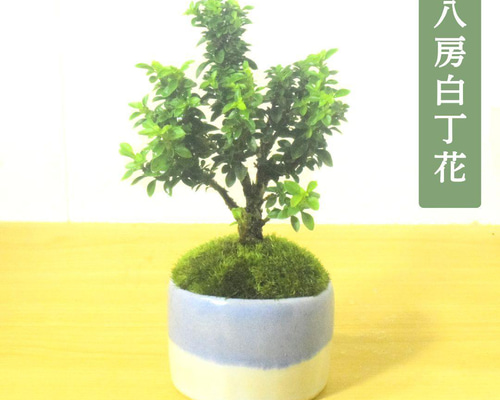POTOCO 八房 白丁花 観葉植物 陶器鉢 盆栽 豆盆栽 小品盆栽 盆栽