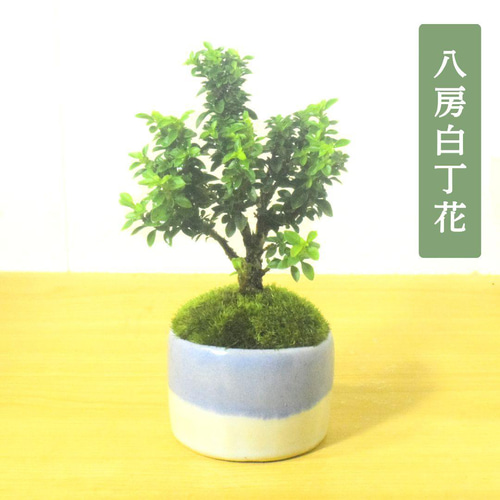 POTOCO 八房 白丁花 観葉植物 陶器鉢 盆栽 豆盆栽 小品盆栽 盆栽