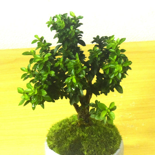 八方青花亭台楼高足鉢 盆栽鉢 植木鉢 多肉植物鉢 小品盆栽鉢 山野草鉢 楽天市場】盆栽鉢 「高山染付山水図長方鉢」 植木鉢 絵付鉢 作家