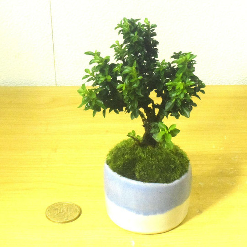 POTOCO 八房 白丁花 観葉植物 陶器鉢 盆栽 豆盆栽 小品盆栽 盆栽