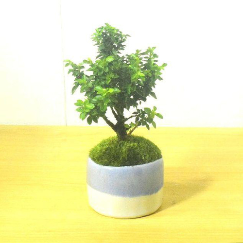 POTOCO 八房 白丁花 観葉植物 陶器鉢 盆栽 豆盆栽 小品盆栽 盆栽