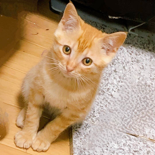 受注制作】編みぐるみ茶トラ猫 あみぐるみ つむぐ 通販 19696835