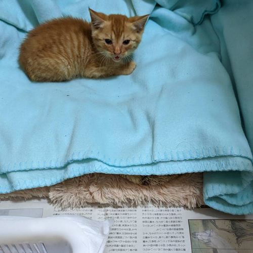 受注制作】編みぐるみ茶トラ猫 あみぐるみ つむぐ 通販 19696835