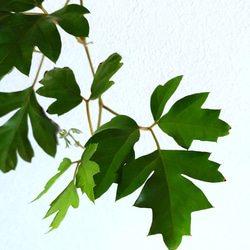 ●数量限定●新作●　希少　ボリュームあり　”シッサス・エレンダニカ　スチールハンギング鉢カバーセット"観葉植物　吊り下げ 5枚目の画像