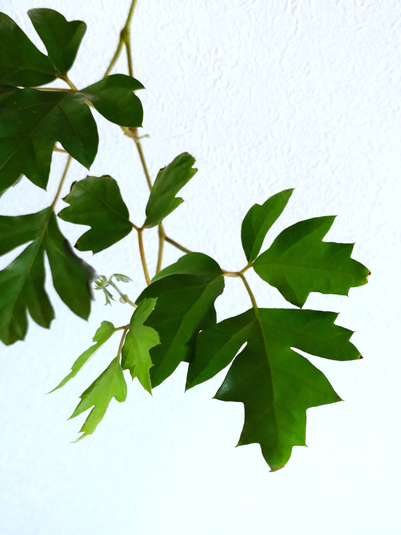 ●数量限定●新作●　希少　ボリュームあり　”シッサス・エレンダニカ　スチールハンギング鉢カバーセット"観葉植物　吊り下げ 5枚目の画像