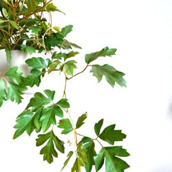 ●数量限定●新作●　希少　ボリュームあり　”シッサス・エレンダニカ　スチールハンギング鉢カバーセット"観葉植物　吊り下げ 4枚目の画像