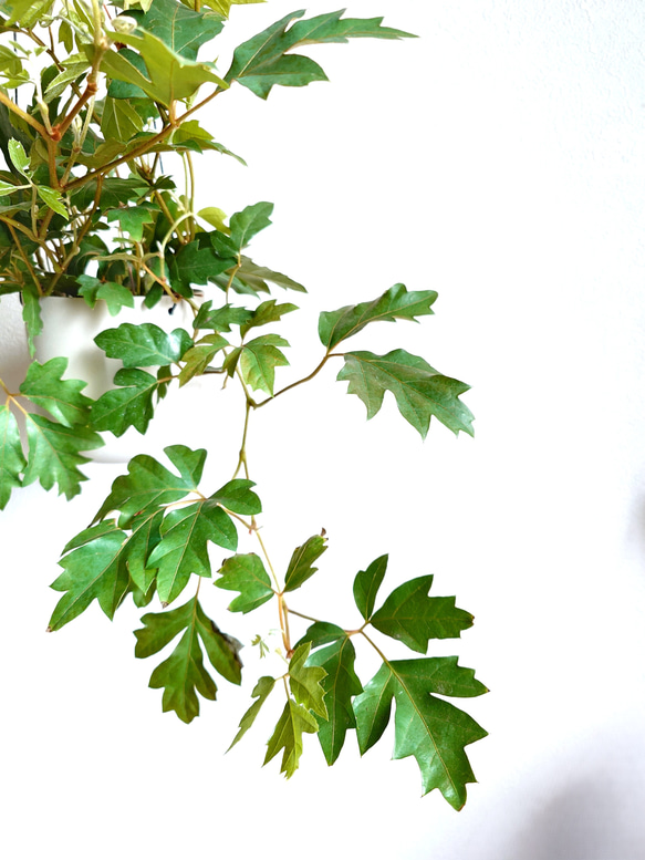 ●数量限定●新作●　希少　ボリュームあり　”シッサス・エレンダニカ　スチールハンギング鉢カバーセット"観葉植物　吊り下げ 4枚目の画像