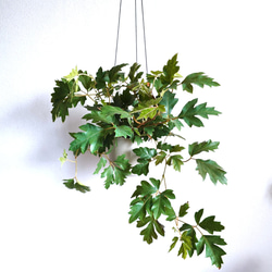 ●数量限定●新作●　希少　ボリュームあり　”シッサス・エレンダニカ　スチールハンギング鉢カバーセット"観葉植物　吊り下げ 3枚目の画像