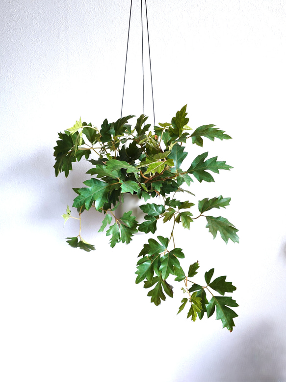 ●数量限定●新作●　希少　ボリュームあり　”シッサス・エレンダニカ　スチールハンギング鉢カバーセット"観葉植物　吊り下げ 3枚目の画像