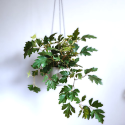 ●数量限定●新作●　希少　ボリュームあり　”シッサス・エレンダニカ　スチールハンギング鉢カバーセット"観葉植物　吊り下げ 2枚目の画像