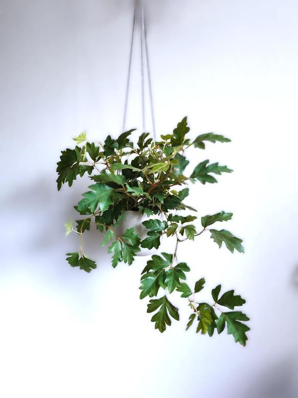 ●数量限定●新作●　希少　ボリュームあり　”シッサス・エレンダニカ　スチールハンギング鉢カバーセット"観葉植物　吊り下げ 2枚目の画像