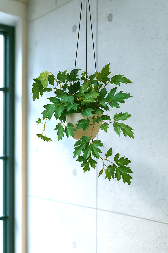 ●数量限定●新作●　希少　ボリュームあり　”シッサス・エレンダニカ　スチールハンギング鉢カバーセット"観葉植物　吊り下げ 1枚目の画像