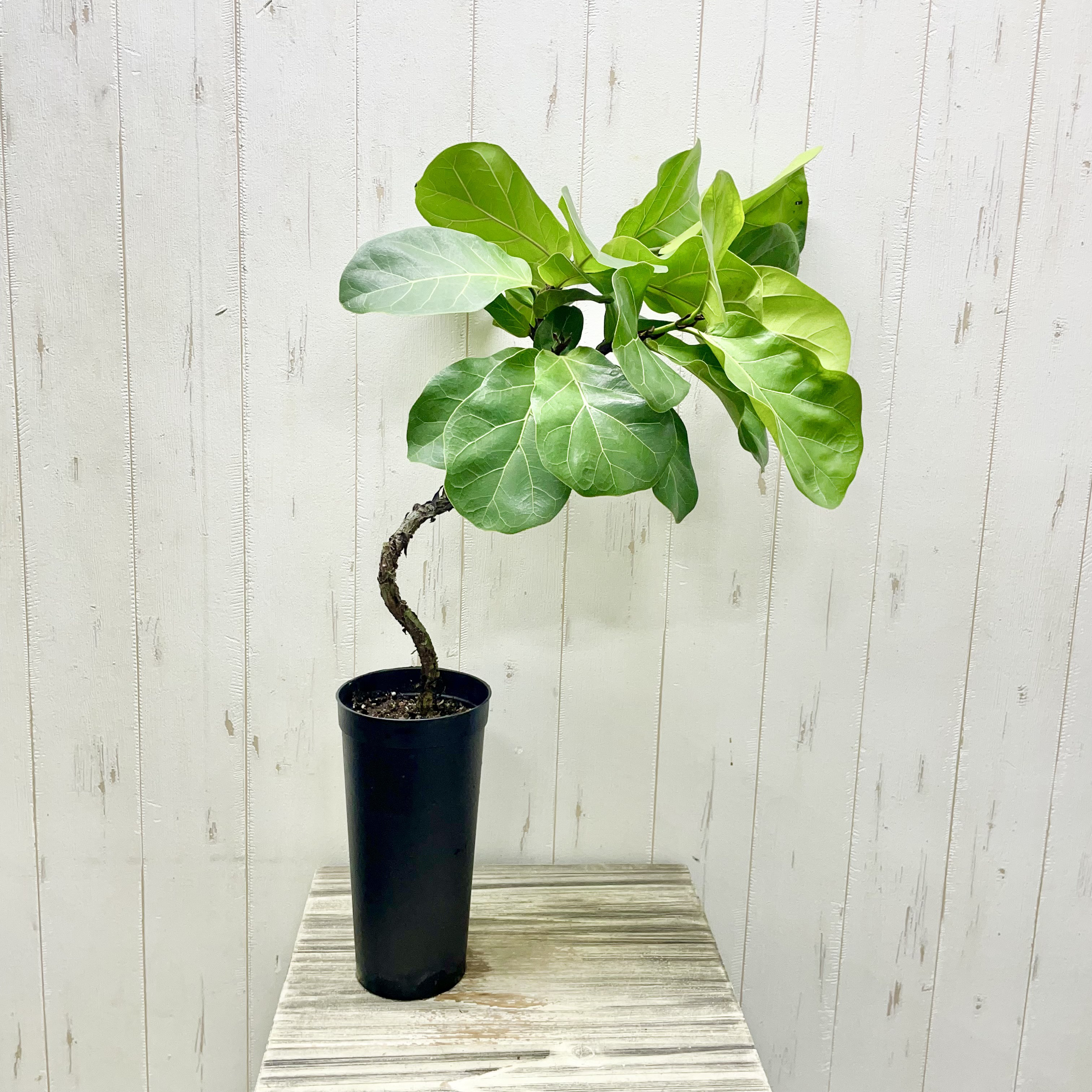 バンビーノ 観葉植物 170cm フィカス