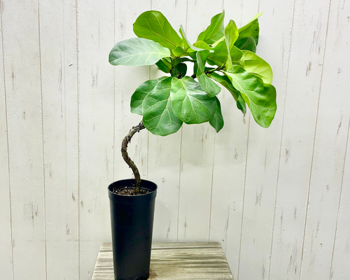 1点もの 存在感抜群のフィカス・バンビーノ 観葉植物 H65cm ロング鉢
