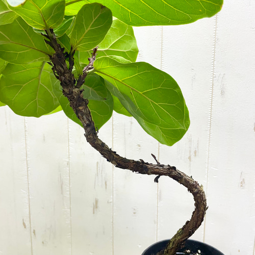 1点もの 存在感抜群のフィカス・バンビーノ 観葉植物 H65cm ロング鉢