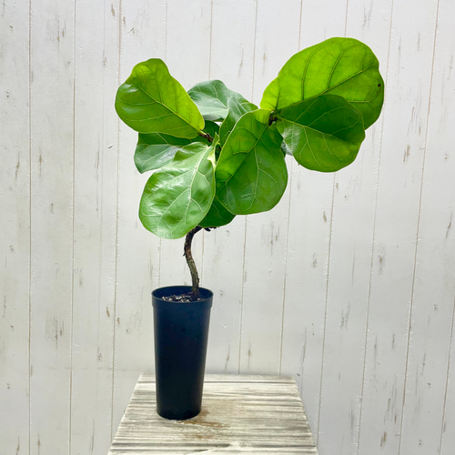 1点もの 存在感抜群のフィカス・バンビーノ 観葉植物 H65cm ロング鉢