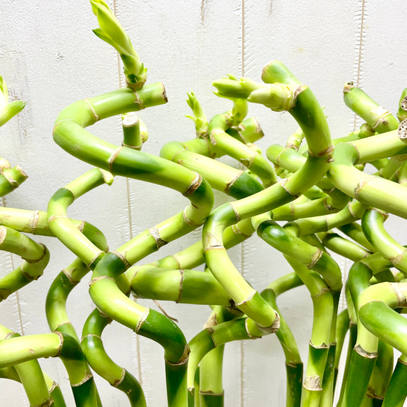 スパイラルバンブー　ミリオンバンブー　60cm 20本 10枚目の画像