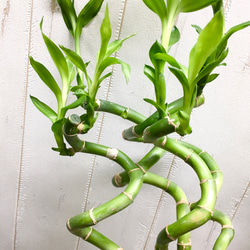 スパイラルバンブー　ミリオンバンブー　60cm 20本 5枚目の画像