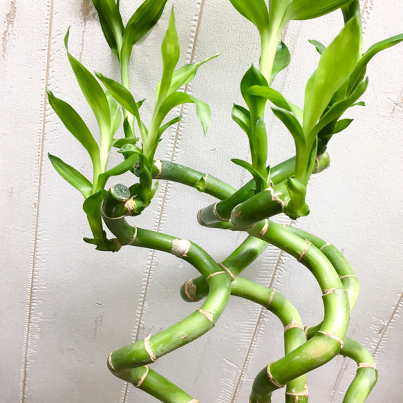 スパイラルバンブー　ミリオンバンブー　60cm 20本 5枚目の画像