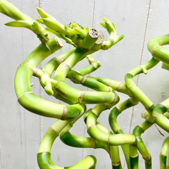 スパイラルバンブー　ミリオンバンブー　60cm 20本 9枚目の画像