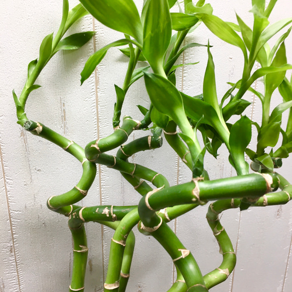 スパイラルバンブー　ミリオンバンブー　60cm 20本 14枚目の画像