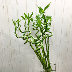 スパイラルバンブー　ミリオンバンブー　60cm 20本 13枚目の画像