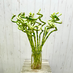 スパイラルバンブー　ミリオンバンブー　60cm 20本 2枚目の画像