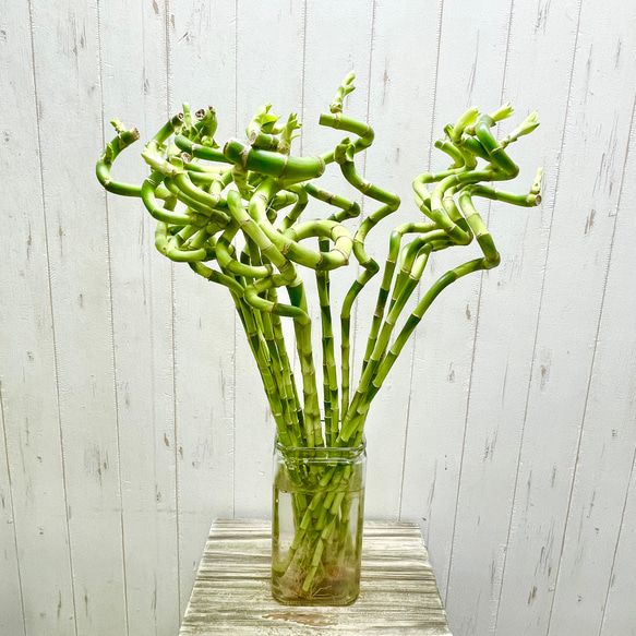 スパイラルバンブー　ミリオンバンブー　60cm 20本 2枚目の画像