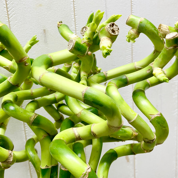 スパイラルバンブー　ミリオンバンブー　60cm 20本 7枚目の画像