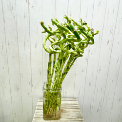 スパイラルバンブー　ミリオンバンブー　60cm 20本 3枚目の画像